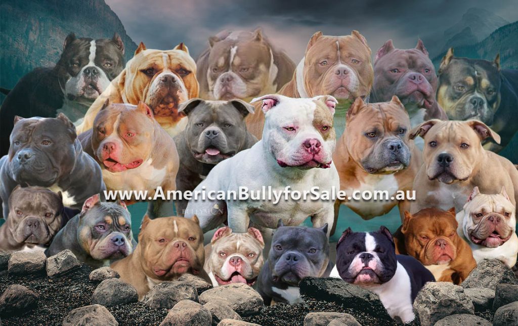 to American Bully for Sale Exotic Bullies and